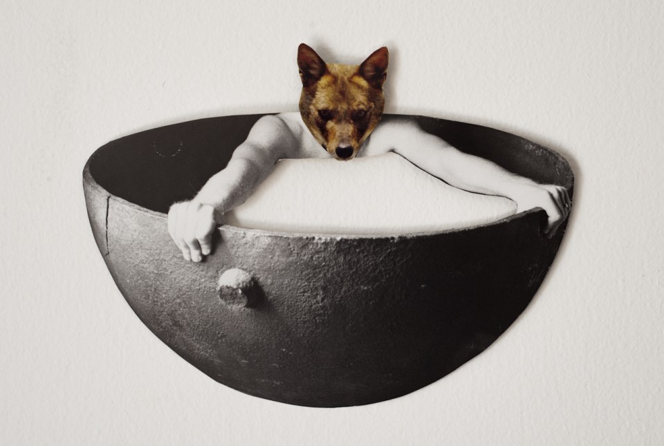 Untitled (Fox), 2013, Collage, 18x13 cm tal gilboa טל גלבוע